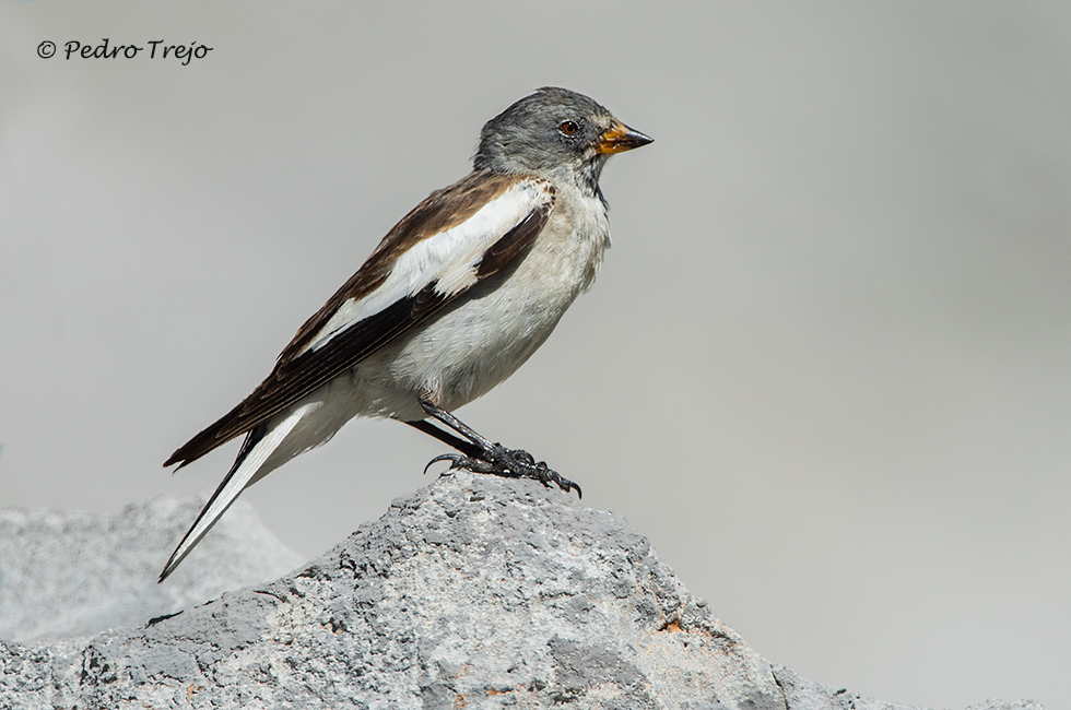 Gorrion alpino (Montifringilla nivalis)